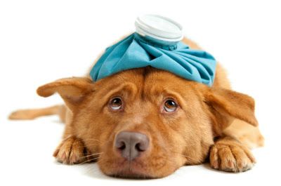 10 Dấu hiệu chó bị bệnh cần được đưa đi khám ngay