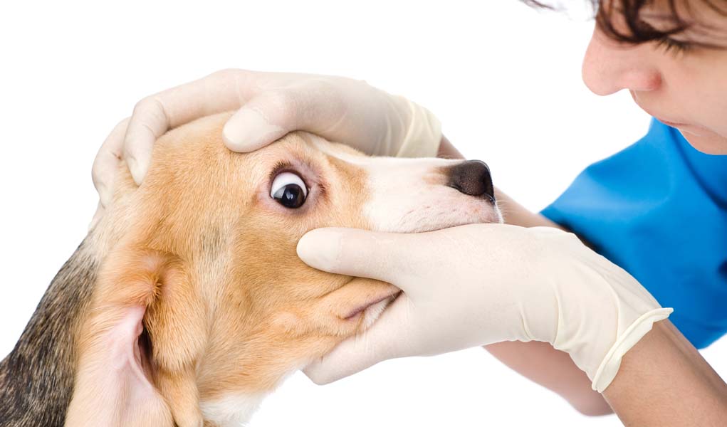 bệnh viêm loét giác mạc ở chó