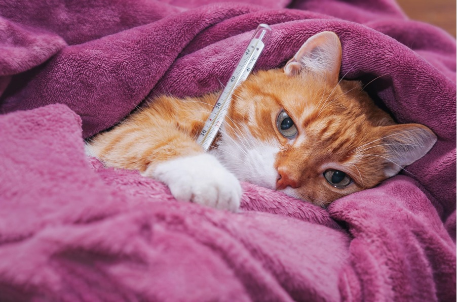 2 Thể bệnh viêm phúc mạc ở mèo cần lưu ý