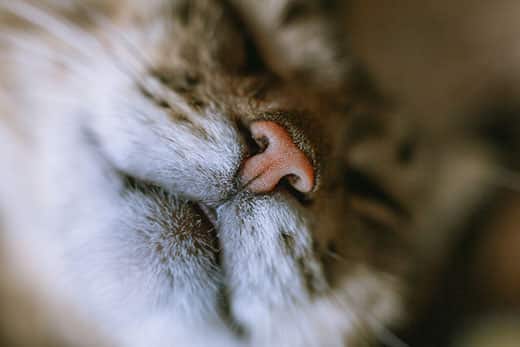 Bệnh viêm mũi khí quản ở mèo có chữa được không?