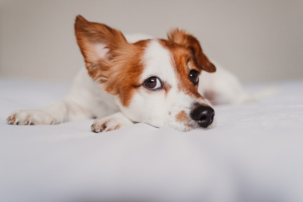 Bệnh u nang đường mật ở chó: Triệu chứng, Nguyên nhân và Cách chữa trị