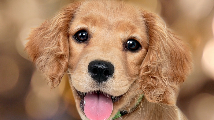 Khám phá dog cute eyes Choáng ngợp với đôi mắt đáng yêu