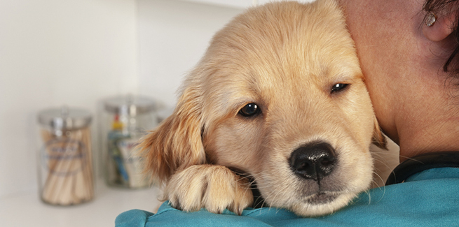 Chăm sóc chó bệnh parvo ở chó kéo dài bao lâu hiệu quả và đầy đủ