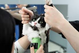 Có nên cạo lông cho mèo không? Địa điểm cắt tỉa lông mèo uy tín tại TPHCM?