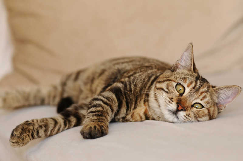 Bệnh dại ở mèo: Dấu hiệu nhận biết sớm và Cách phòng tránh