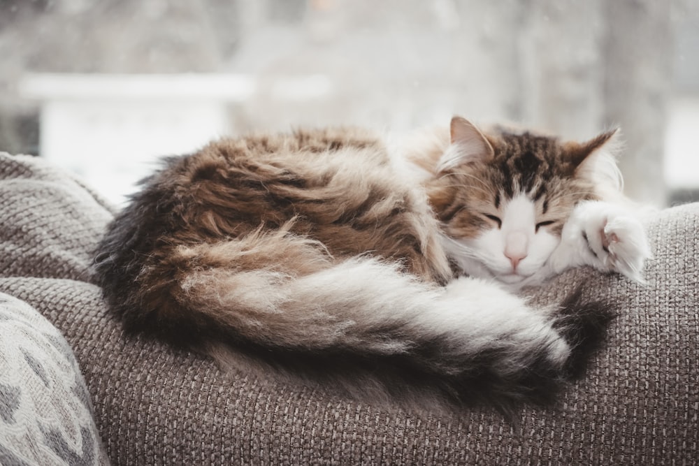 Phương pháp điều trị bệnh giảm bạch cầu ở mèo là gì?
