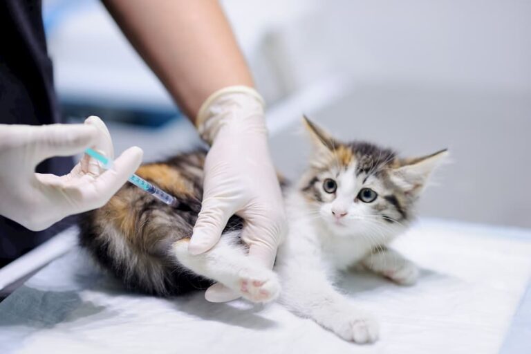 Tiêm vắc xin giúp phòng tránh bệnh bạch cầu ở mèo