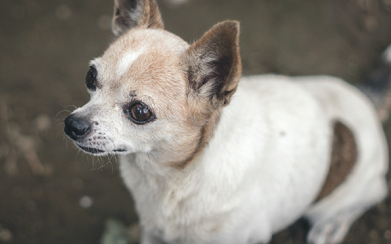 Cắt đuôi chó Chihuahua lúc nào là an toàn?