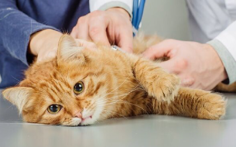 HỘI CHỨNG BÍ TIỂU TRÊN MÈO – FUS (Feline Urologic Syndrome)