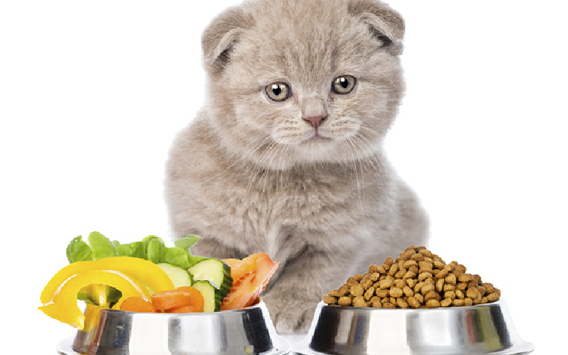 Mèo con ăn gì trong từng giai đoạn phát triển?