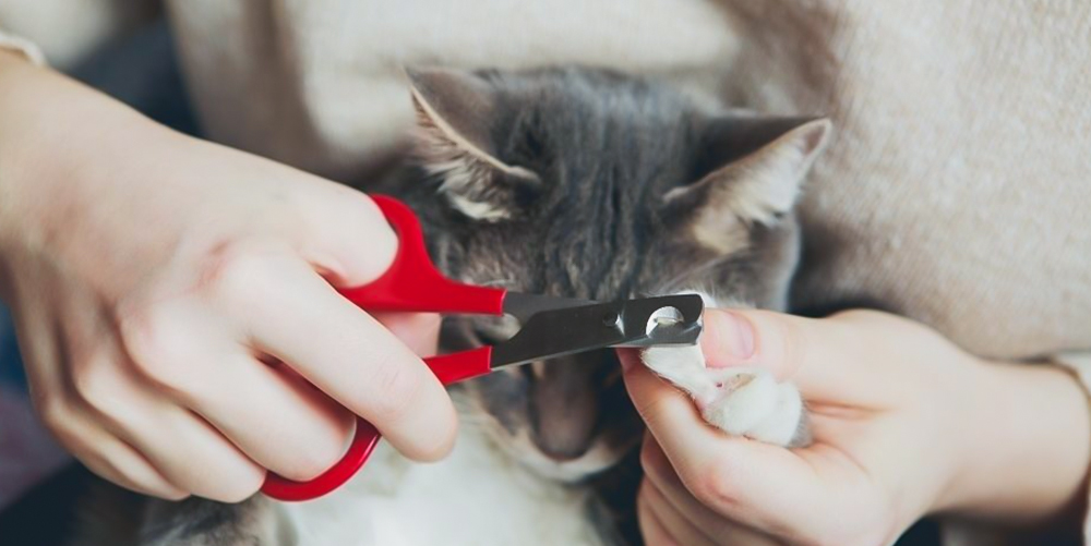 Đừng vội cắt móng cho mèo nếu chưa biết những điều này