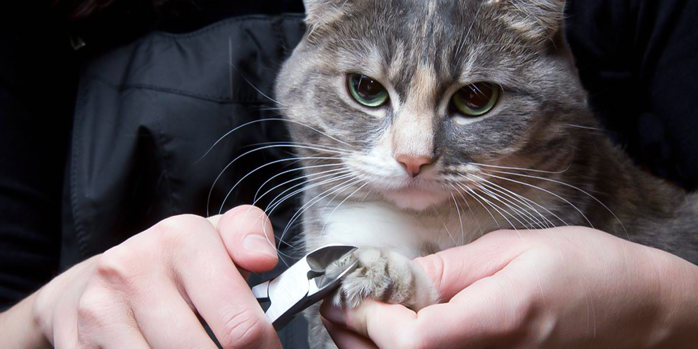 hình mèo phản kháng khi bị cắt móng