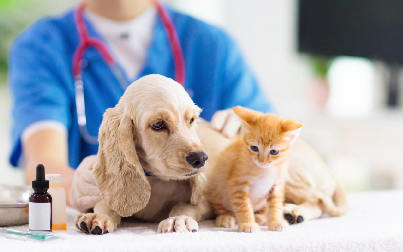 Tác dụng phụ của tiêm phòng vắc-xin ở chó mèo