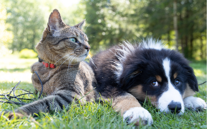 Bệnh viêm tụy ở chó mèo có nguy hiểm đến tính mạng không?