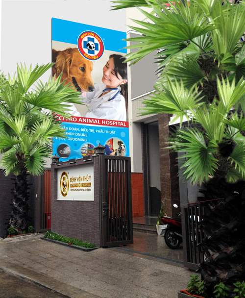 bệnh viện chó mèo ở Sài Gòn