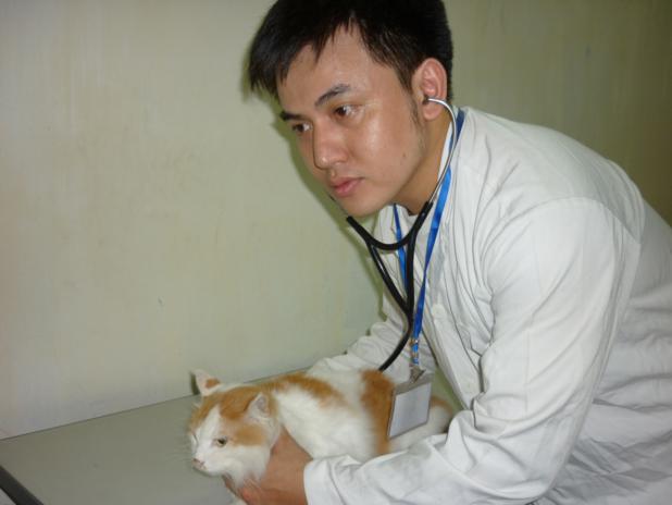Điều trị cho thú cưng tại bệnh viện chó mèo giỏi tại tphcm TPHCM