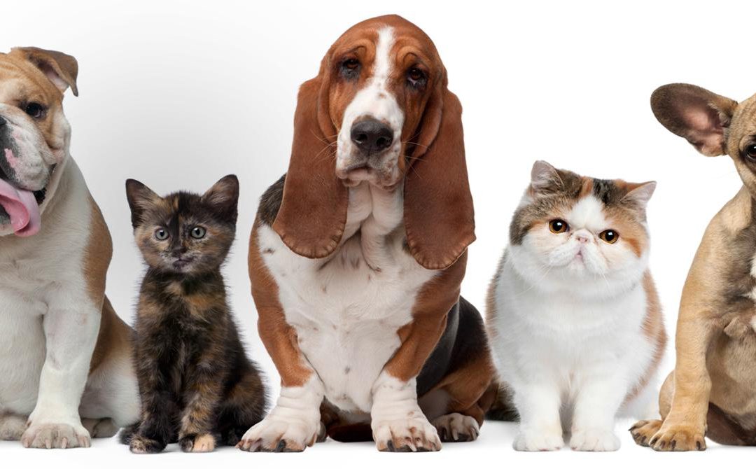Giúp thú cưng sống lâu: Tại sao bạn cần một bệnh viện thú cưng giỏi 